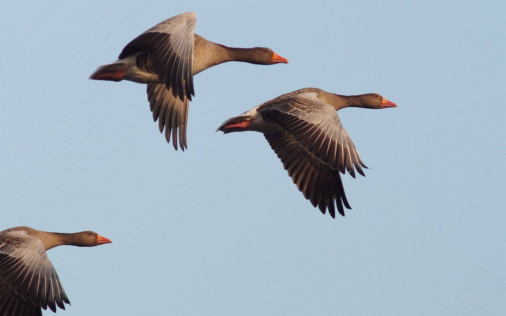 Three Geese Birds Flying Wallpaper