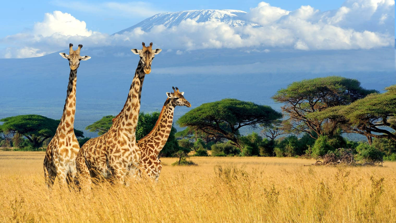 Tresjirafas En Un Campo De Kenia. Fondo de pantalla