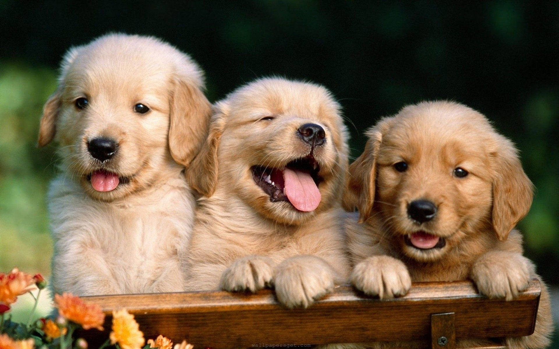 Tre Guldgøende Baby Hunde i Billedramme Tapet Wallpaper