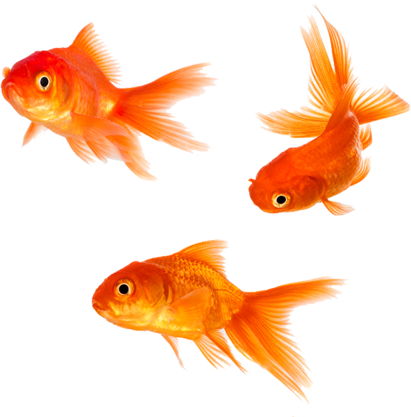 Download Three Goldfish Swimming | Wallpapers.com