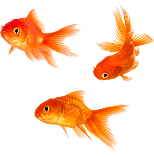 Three Goldfish Swimming PNG