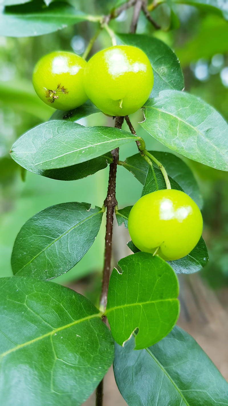 Tregröna Jujube-frukter. Wallpaper
