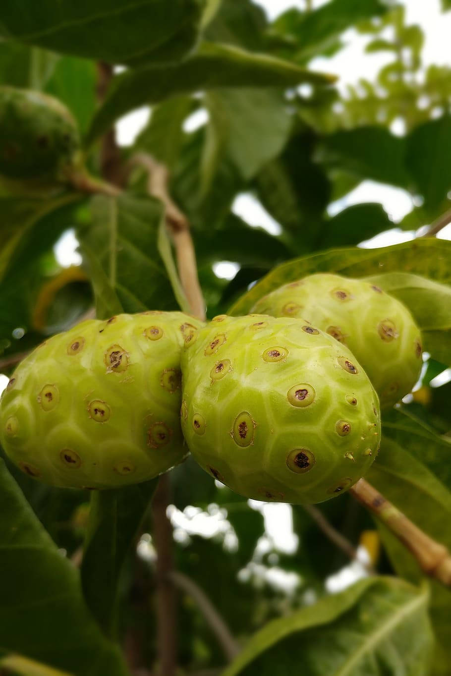 Fresh Noni Fruits Hanging from a Branch Wallpaper