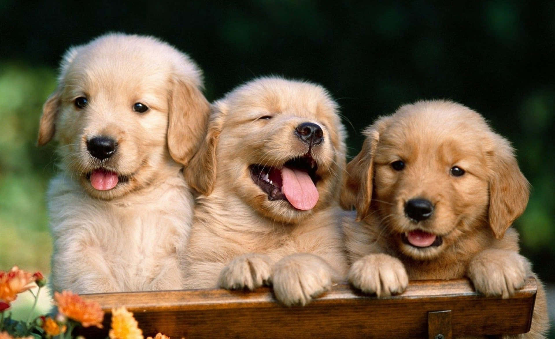 Three Happy Puppies Wallpaper