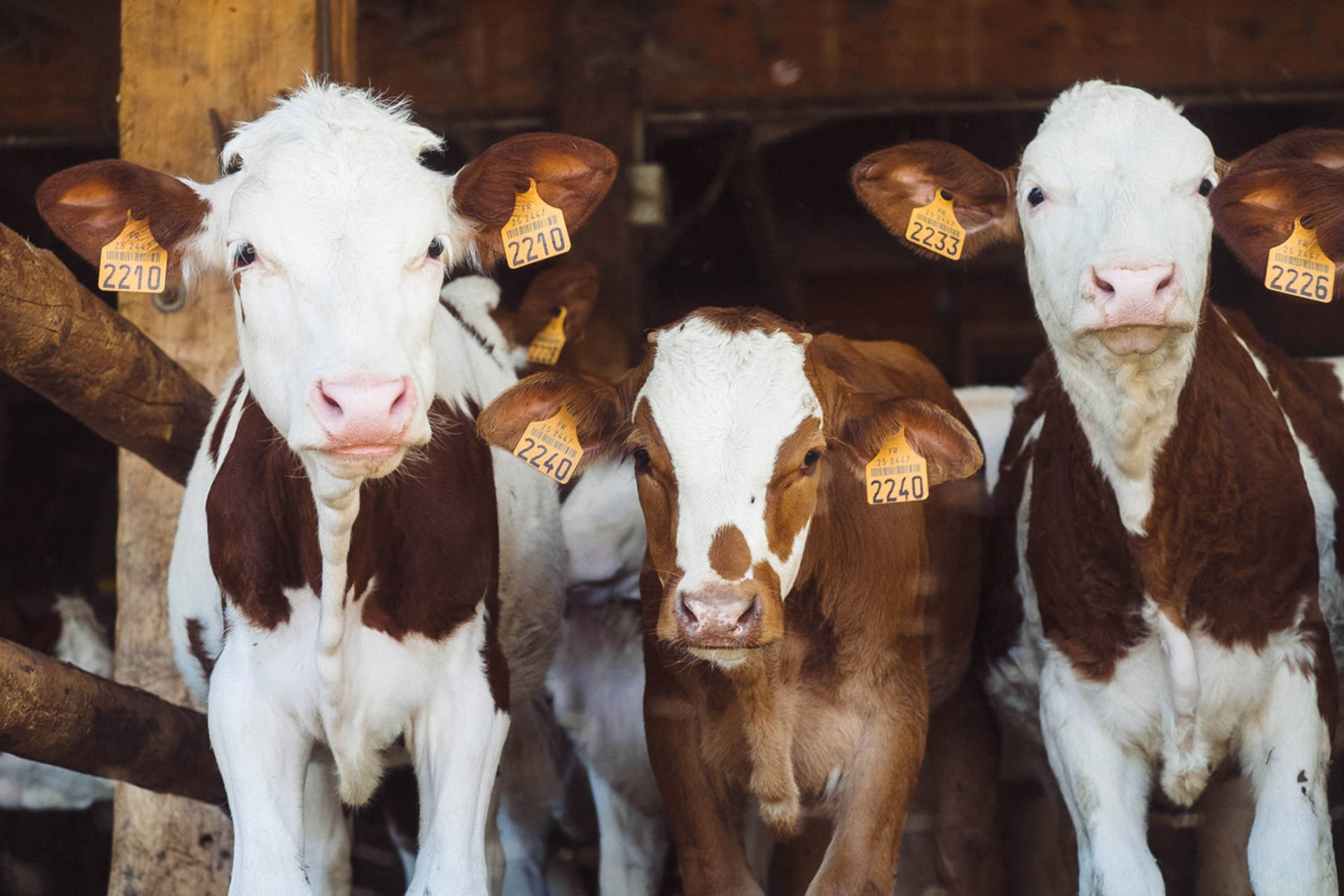 Three Healthy Cows On A Dairy Farm Wallpaper
