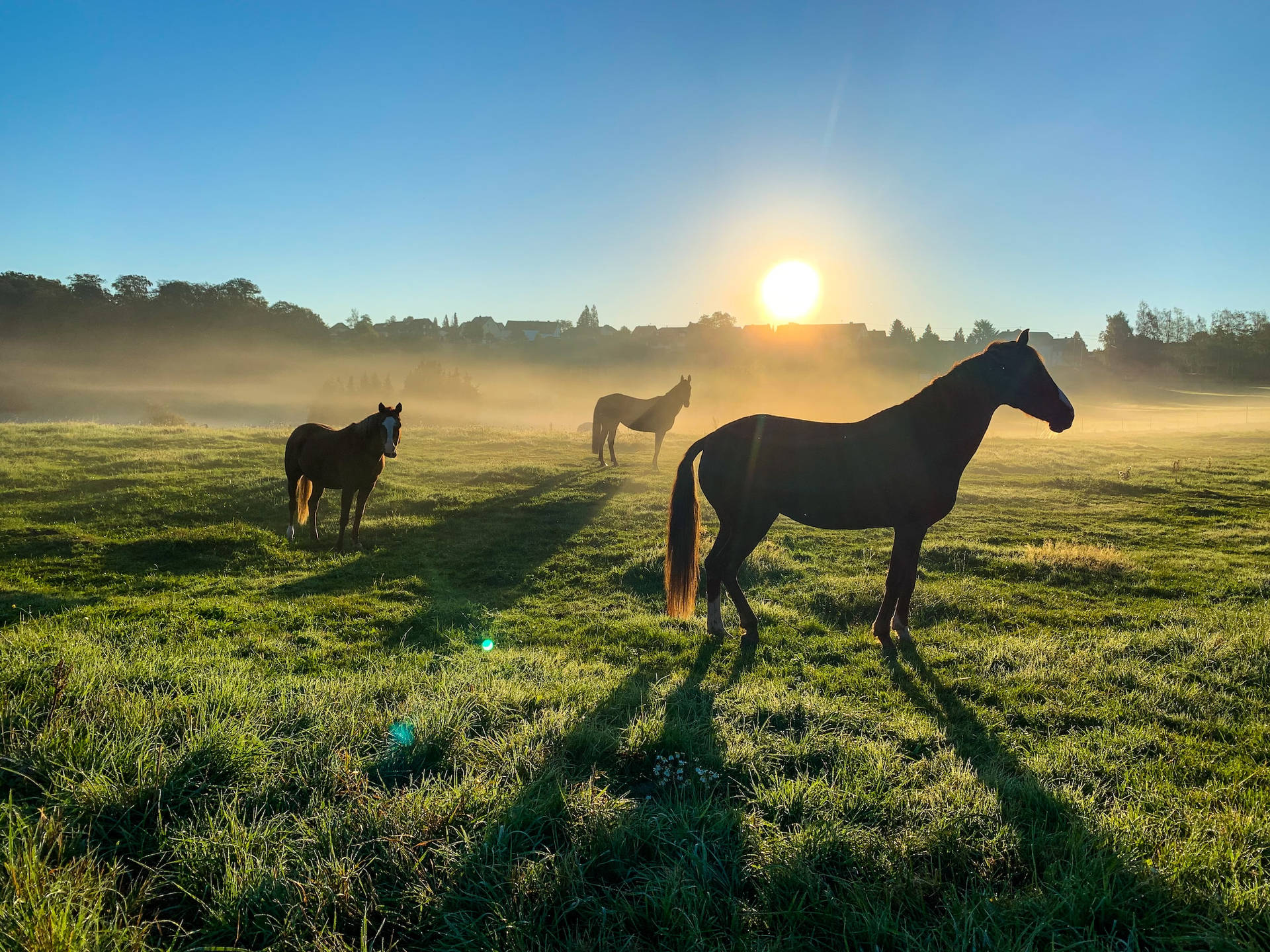 Three Horses In A Farm During Early Morning Sun Background