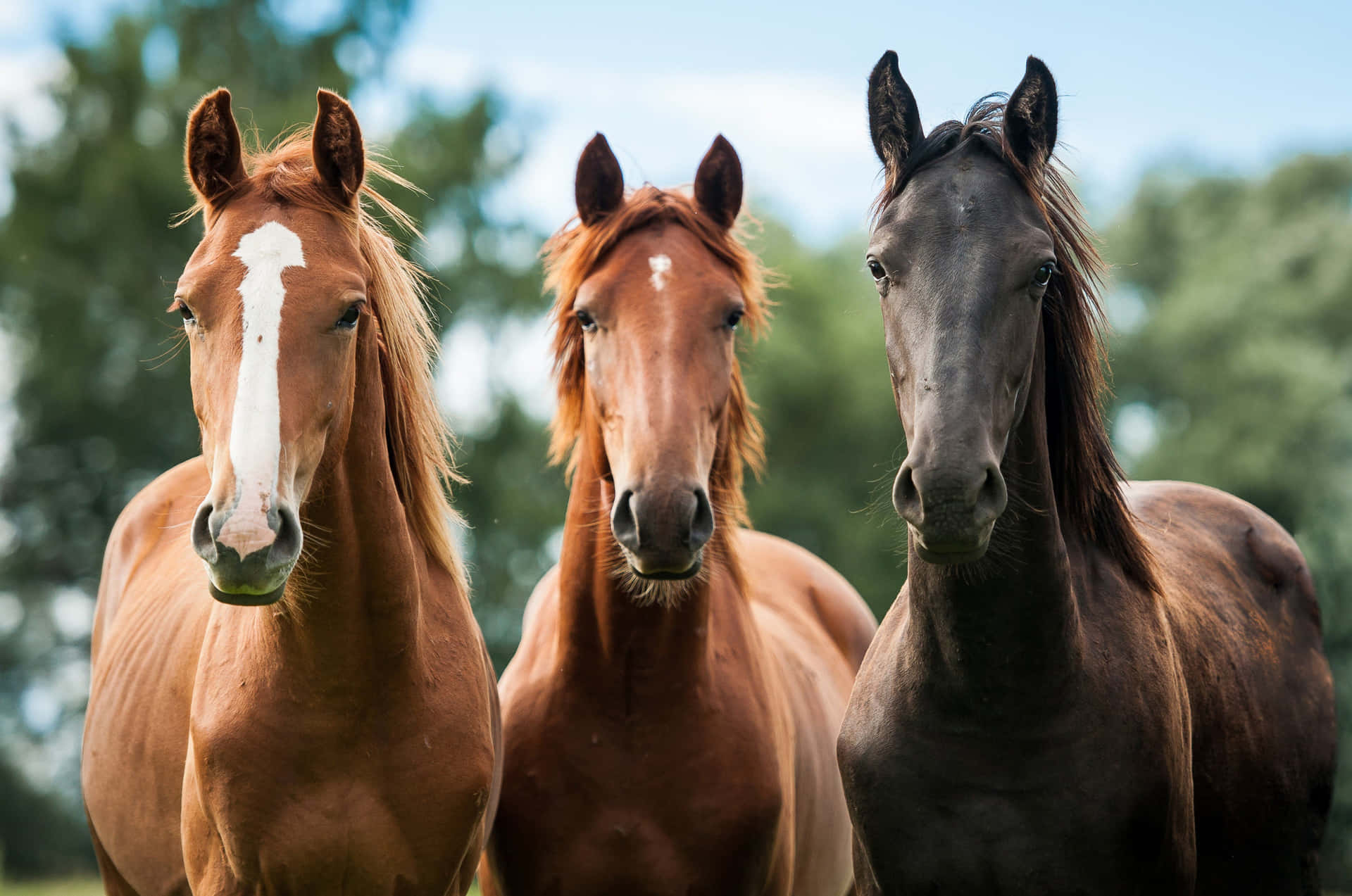 Three Horses Portrait Outdoors Wallpaper