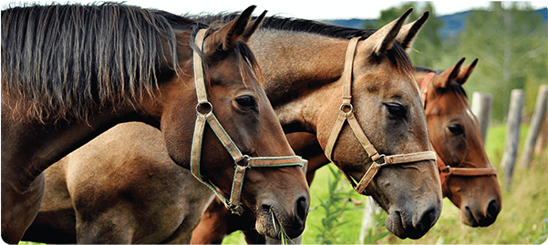 Three Horses Side By Side PNG
