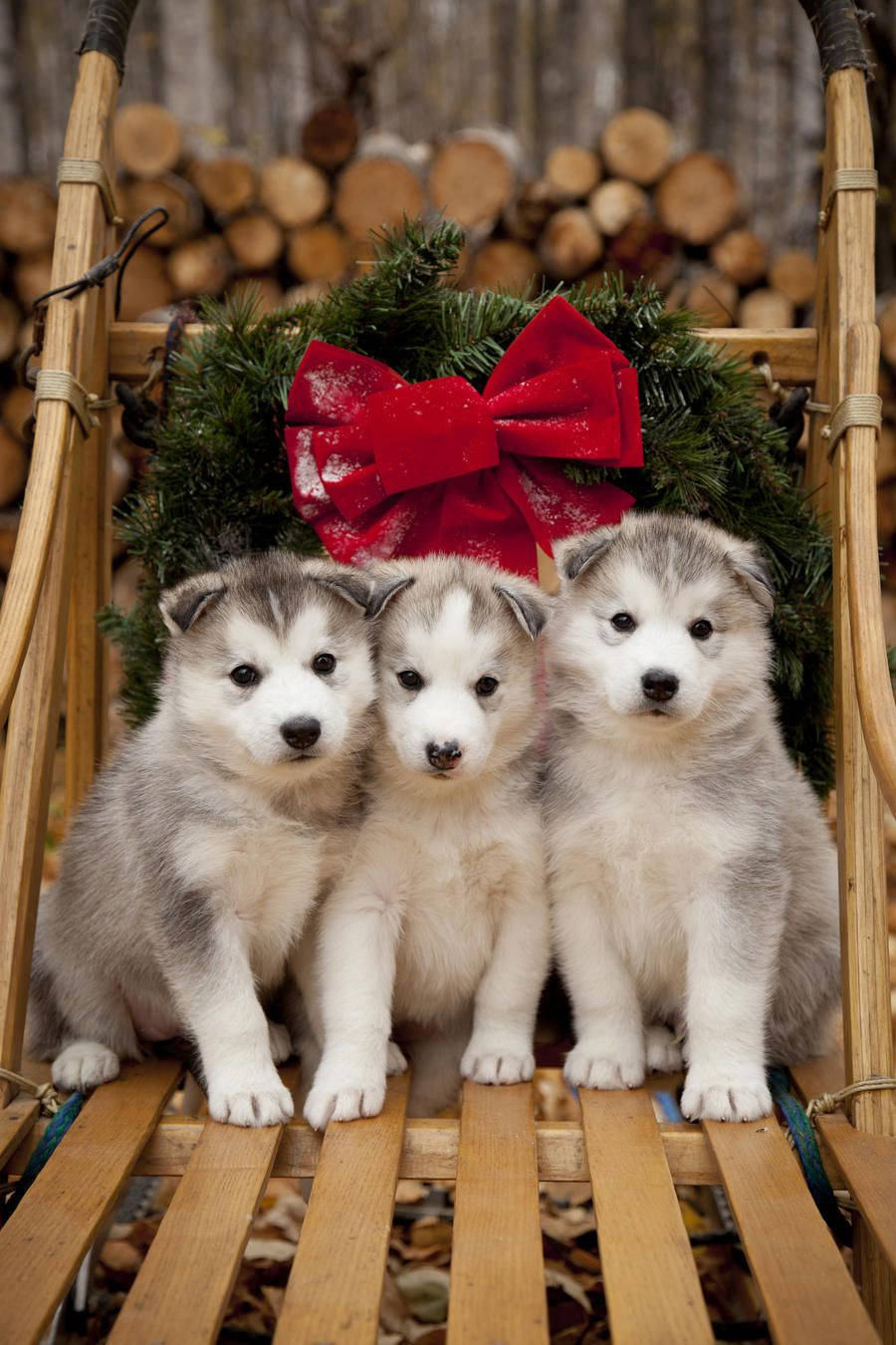Three Husky Puppy With Wreath Wallpaper