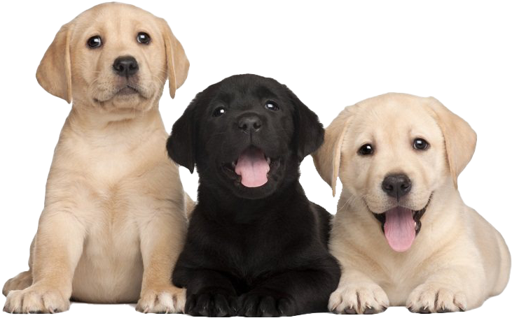 Three Labrador Puppies Smiling PNG