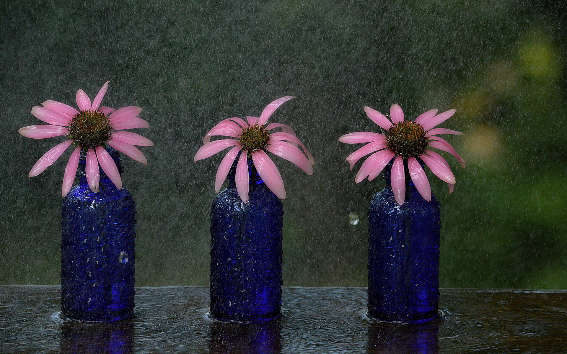 Three Little Daisies & A Rain