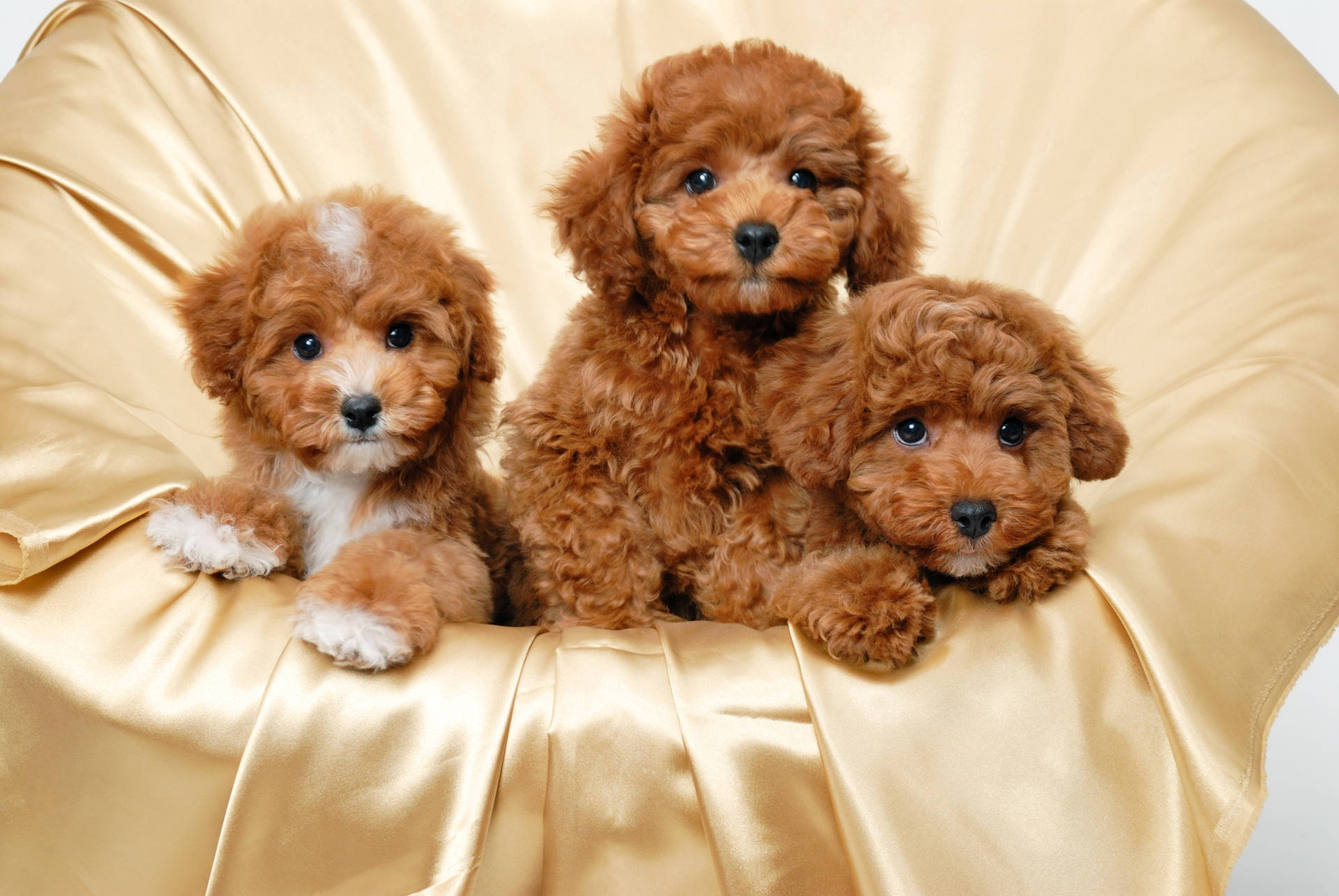 Three Adorable Poodle Puppies Wallpaper
