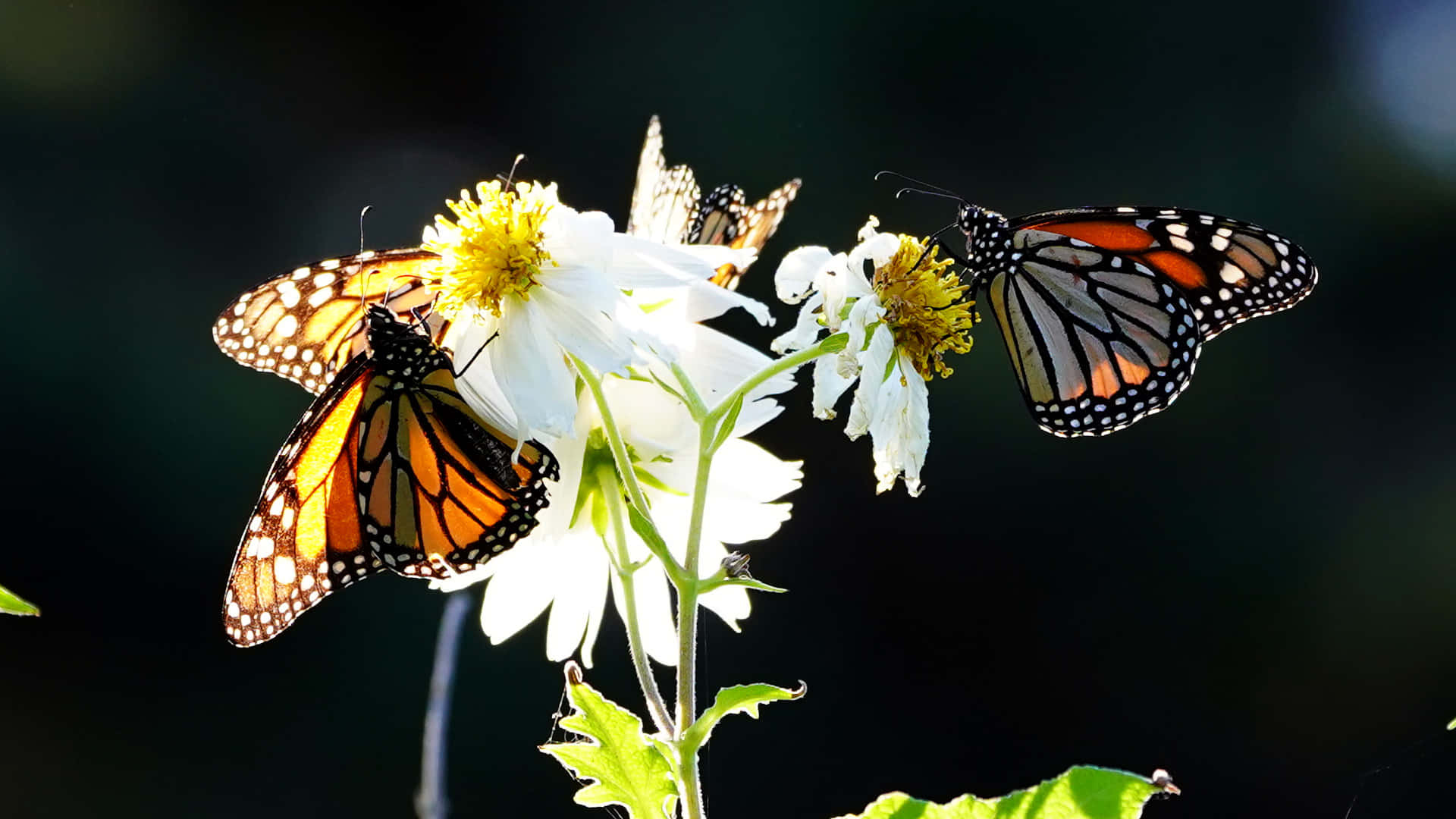 Three Monarch Butterflies On White Flowers Wallpaper