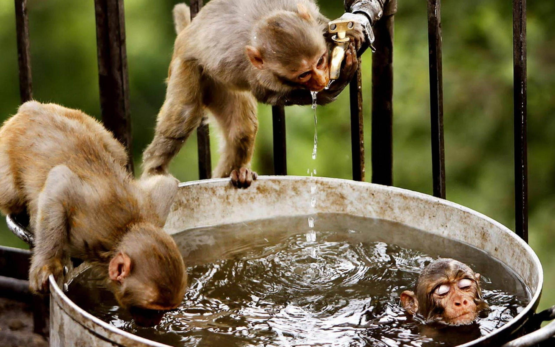 Three Monkeys Drinking Water Wallpaper
