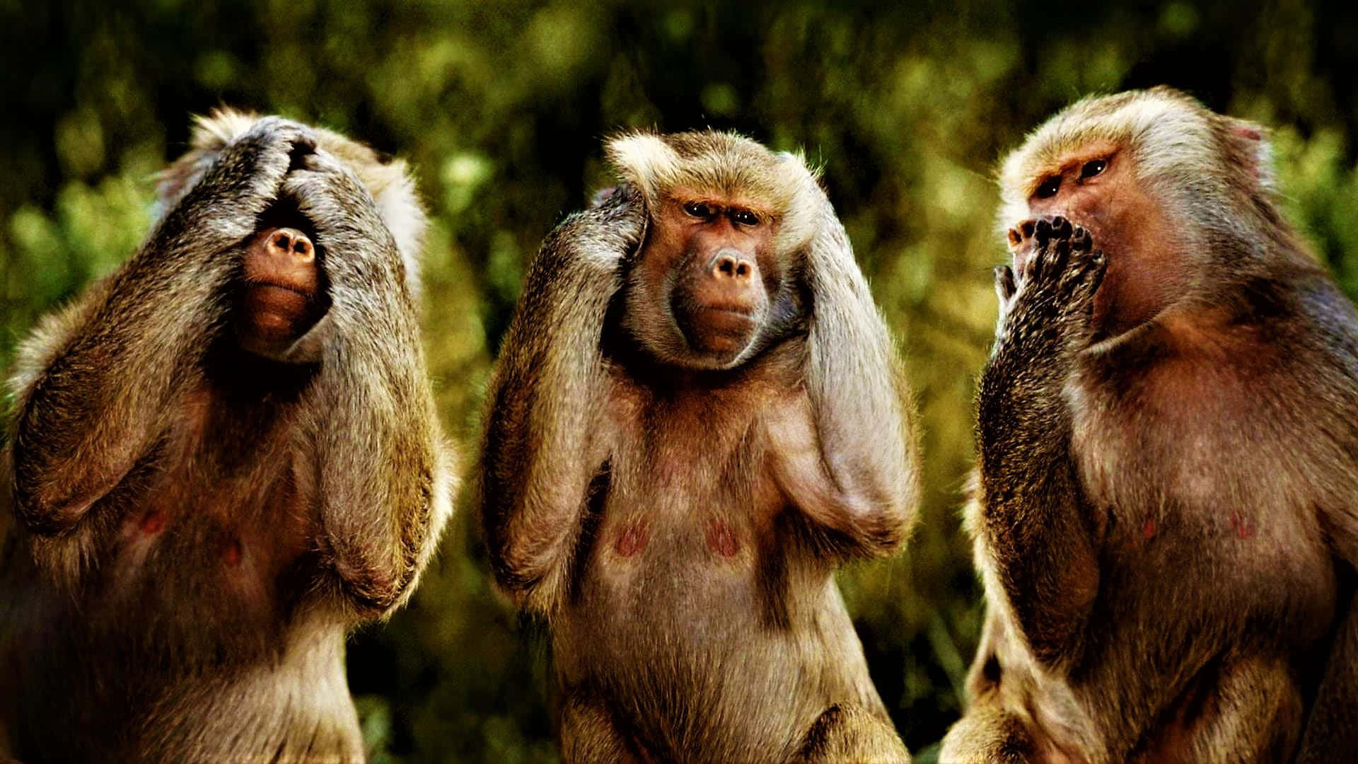 Three Monkeys Meme Wallpaper