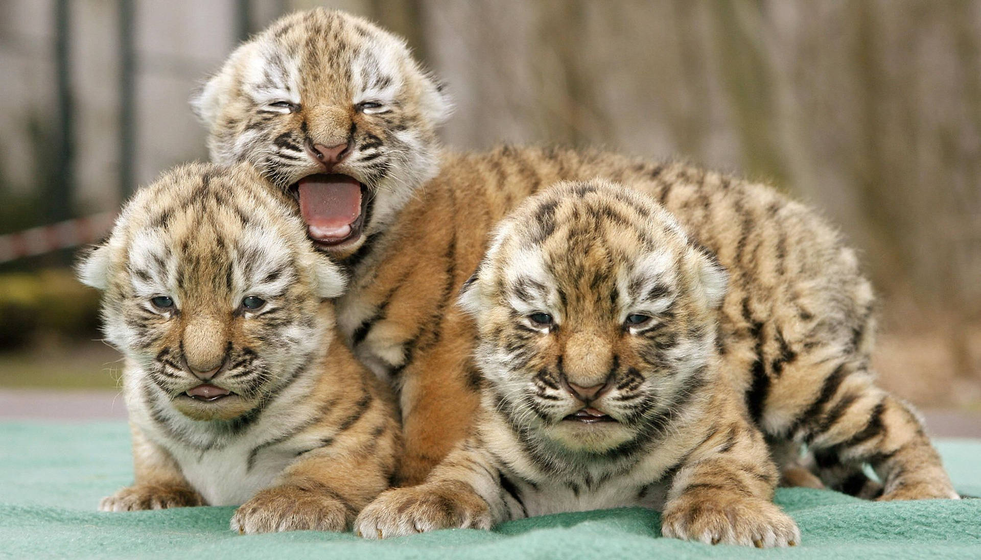 Three New Born Baby Tigers Wallpaper