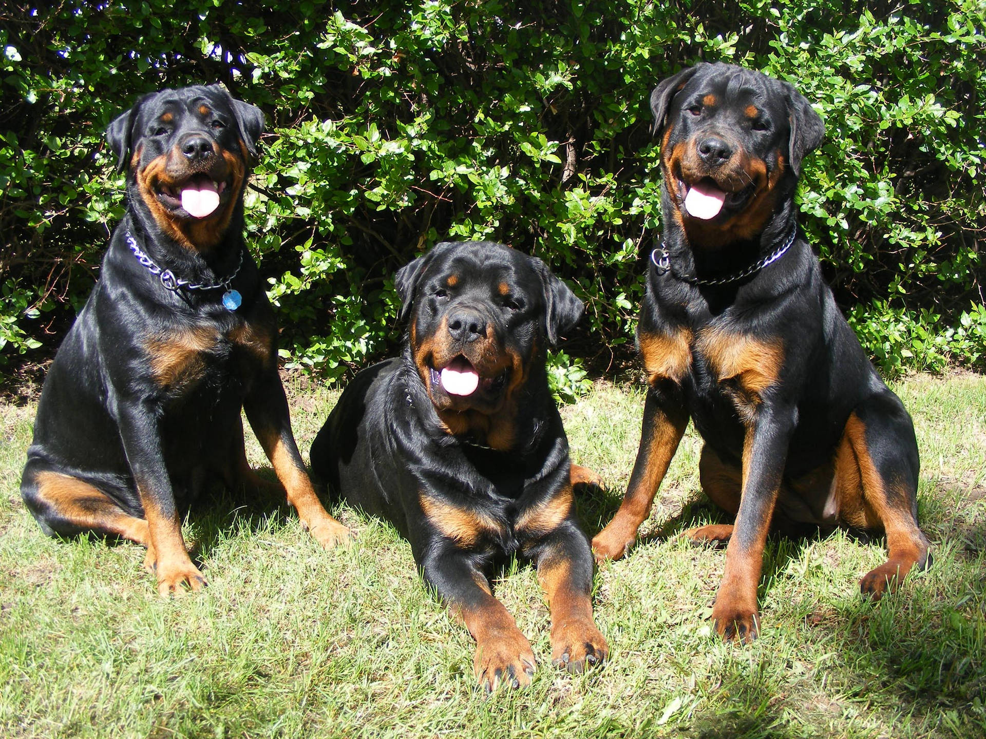 Three Obedient Rottweilers Wallpaper