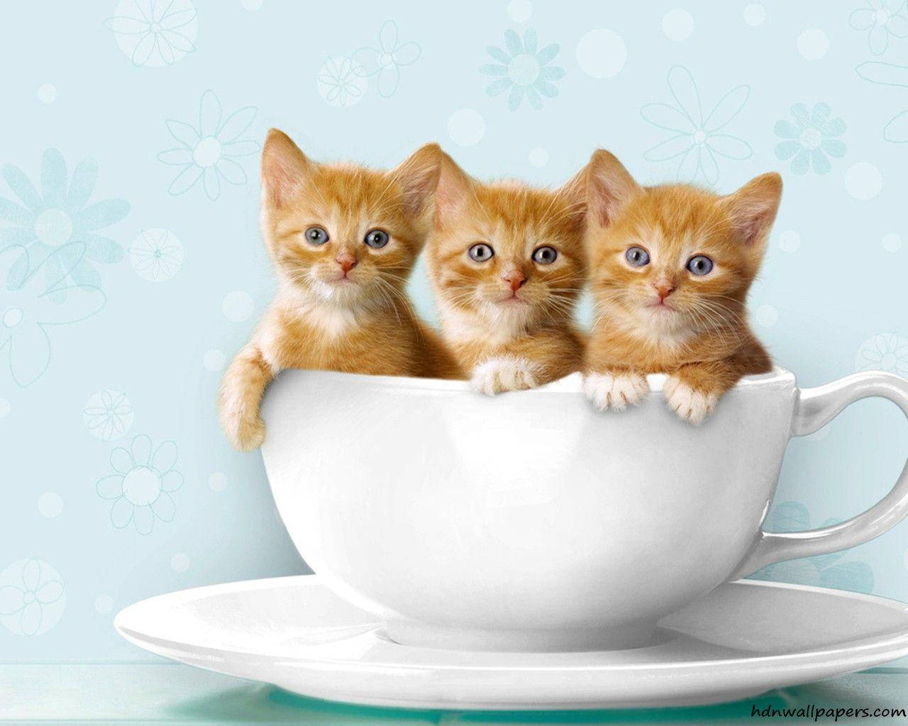 Three Orange Kittensin Cup Wallpaper