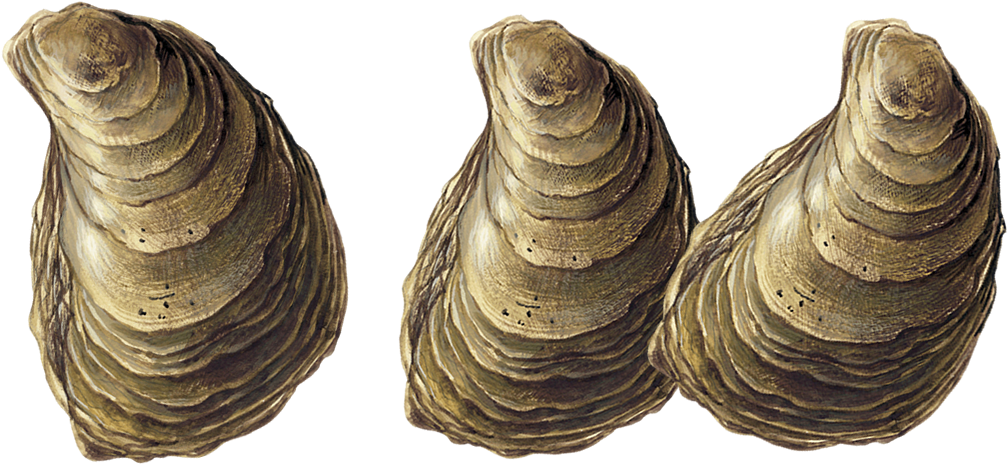 Three Oysters Isolatedon Transparent Background PNG