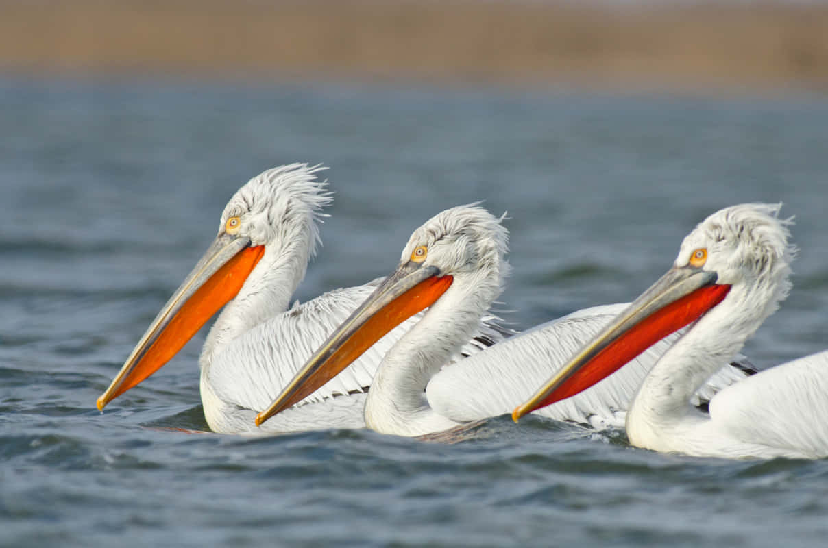 Three Pelicans Swimming Together.jpg Wallpaper