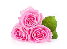 Tre Pink Rose Blomster på en Lysegrøn Baggrund Wallpaper