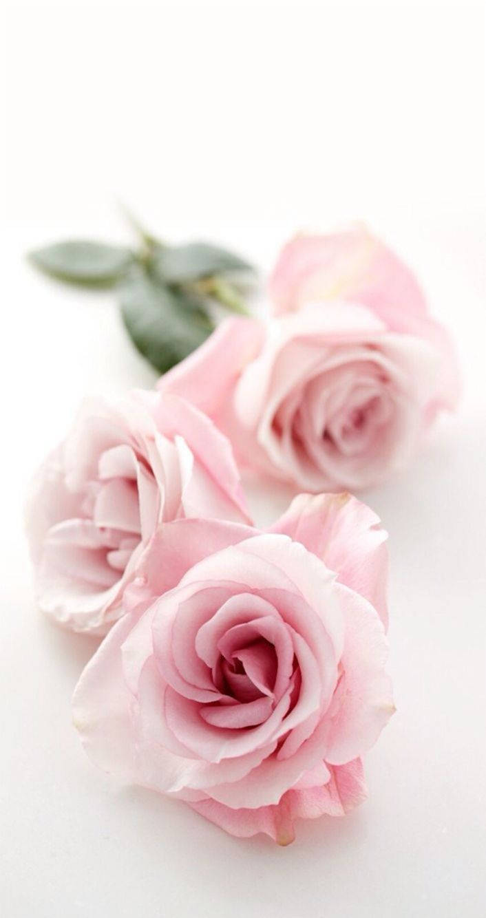 Three Pink Rose iPhone Background Wallpaper