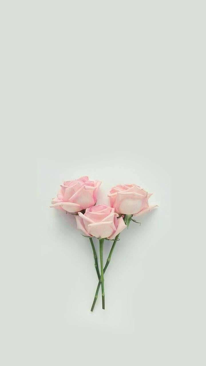 Tre Pink Roser Blomster Æstetisk Tapet Wallpaper