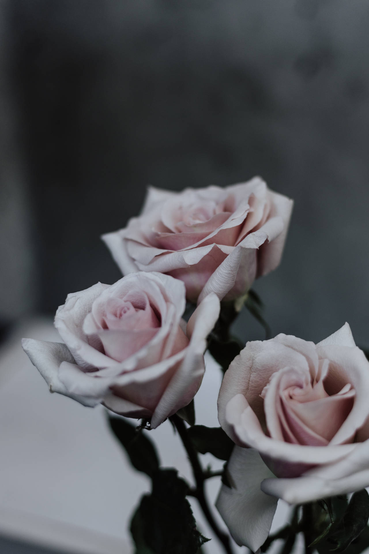 Celebrate your mother this Mothers Day with these three beautiful pink roses Wallpaper