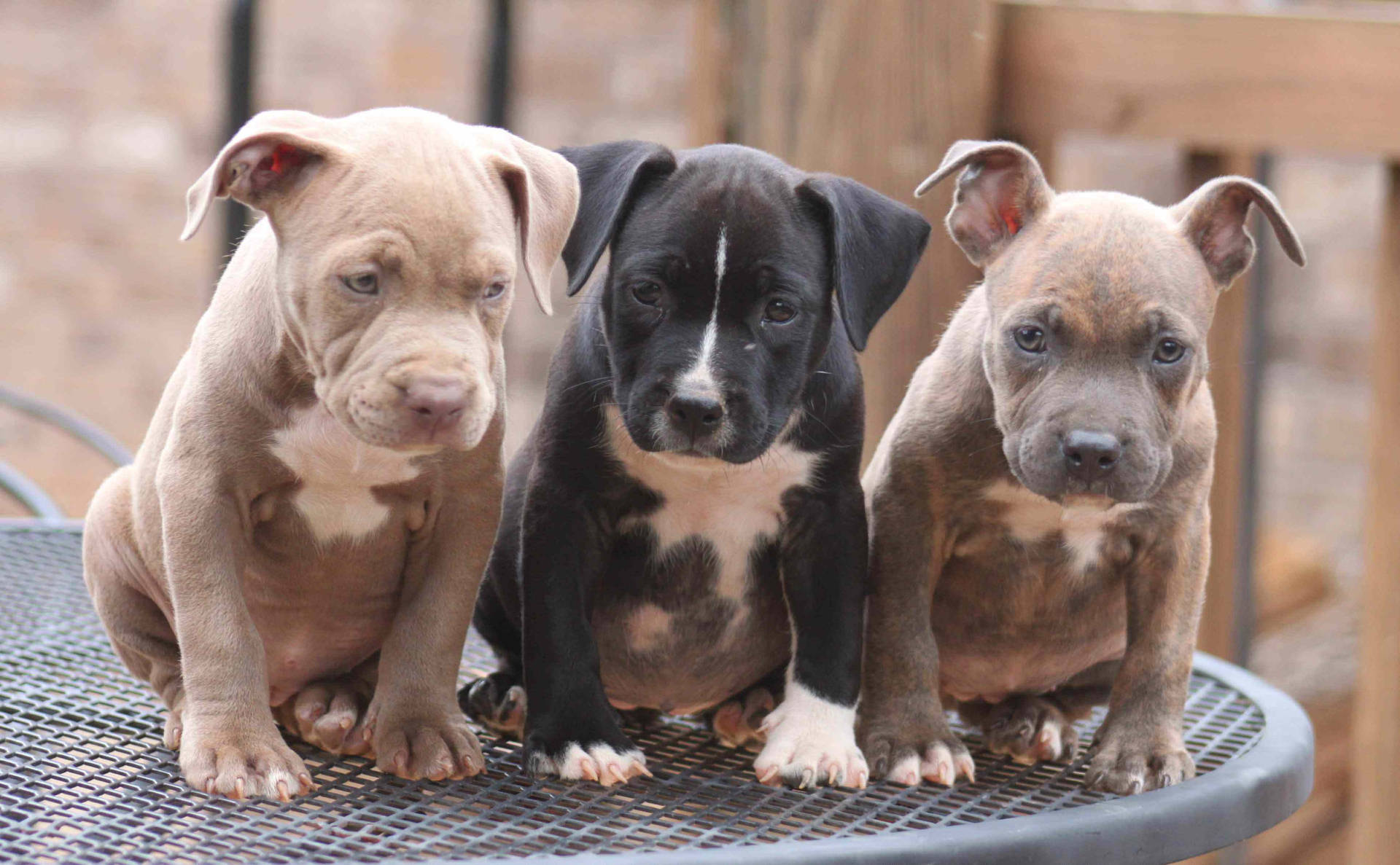 Three Pitbull Puppies On Table Wallpaper