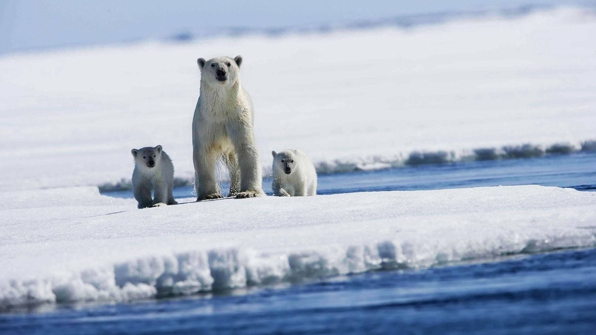 Three Polar Bears Stuck