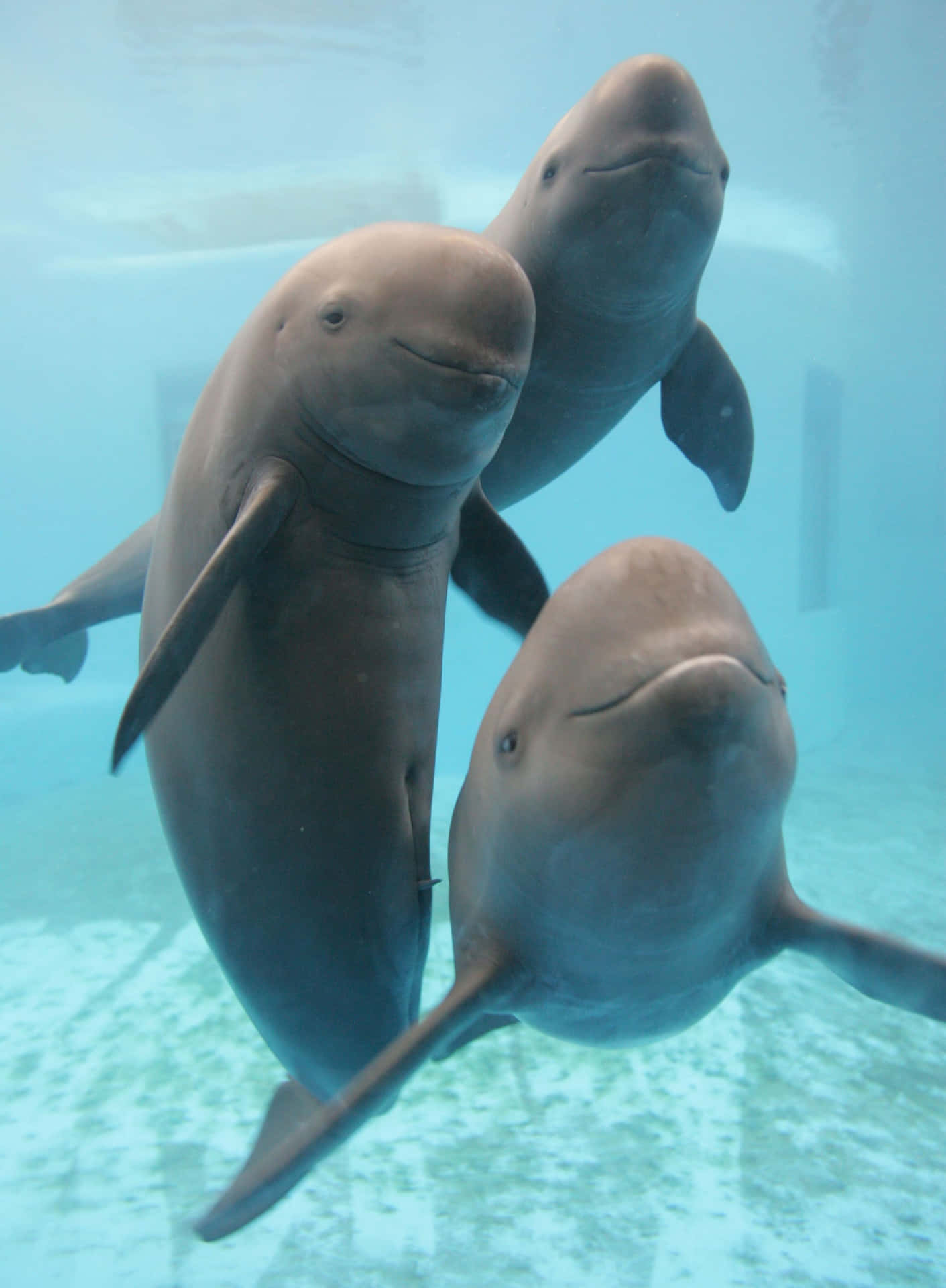 Three Porpoises Underwater Wallpaper