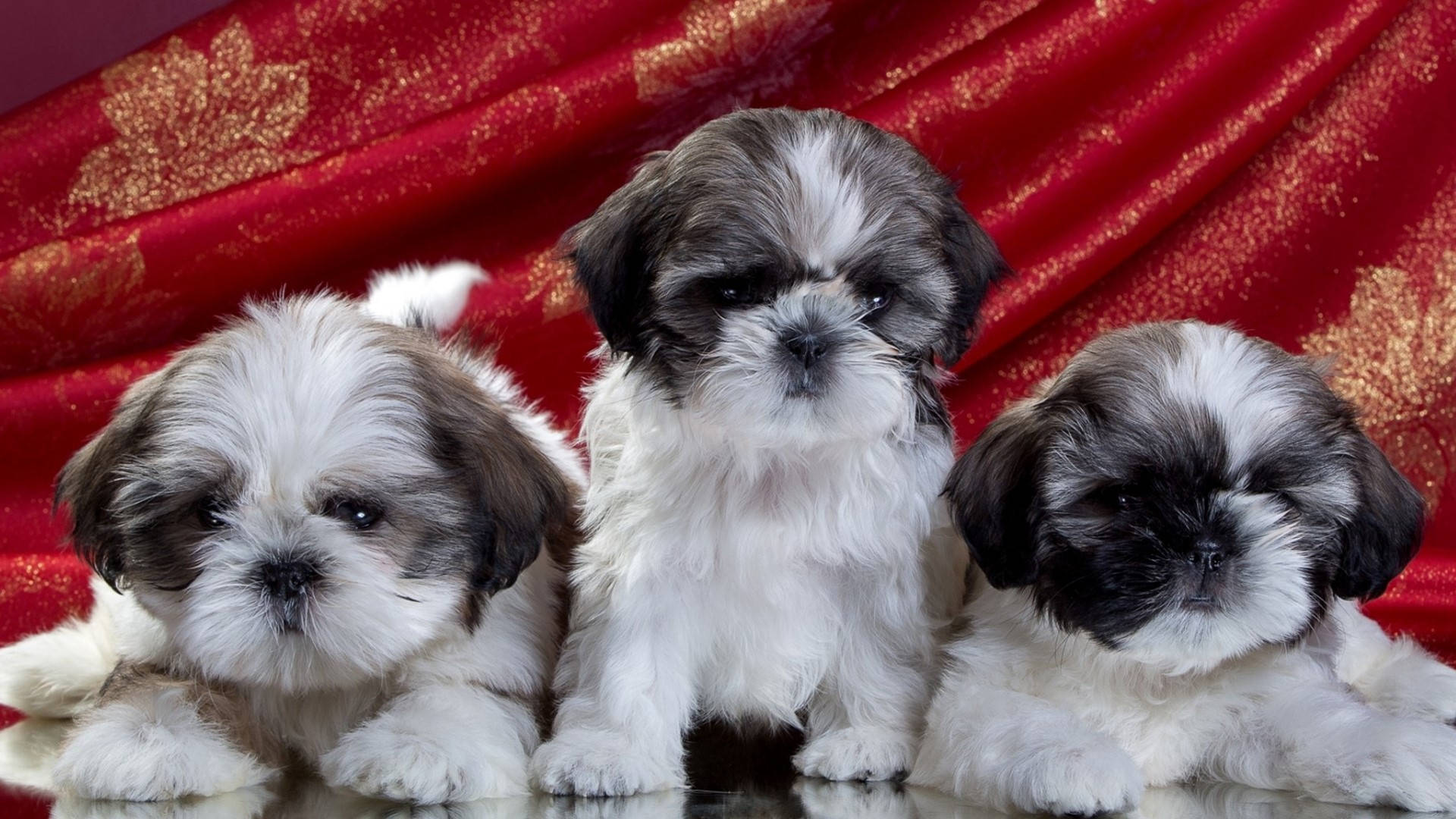 Three Puppy Dogs With Red Cloth Wallpaper