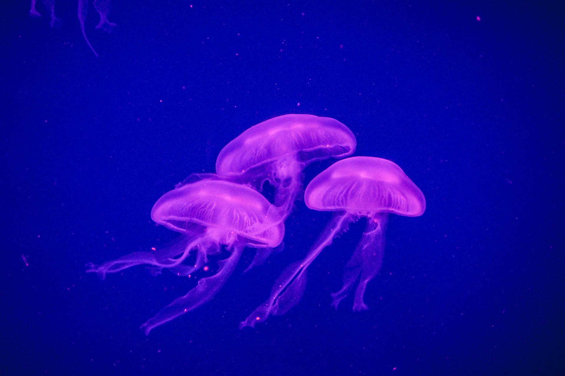 Three Purple Jellyfish Underwater Background