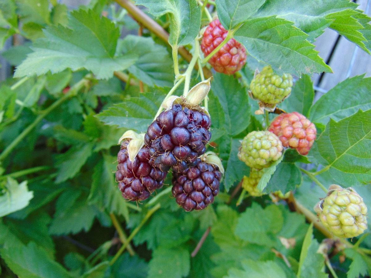 Treloganberries Viola Sfondo