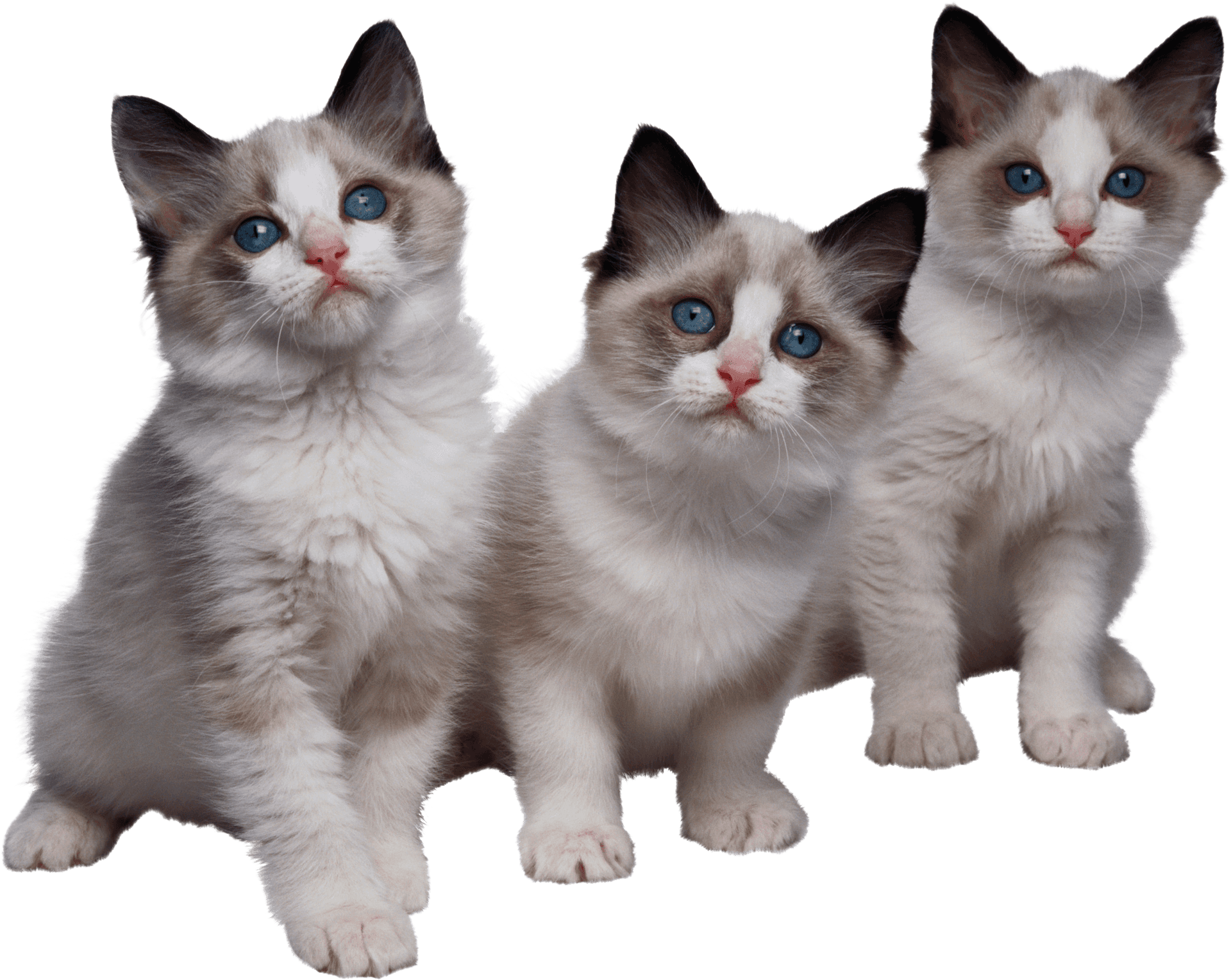 Three Ragdoll Kittens Together PNG
