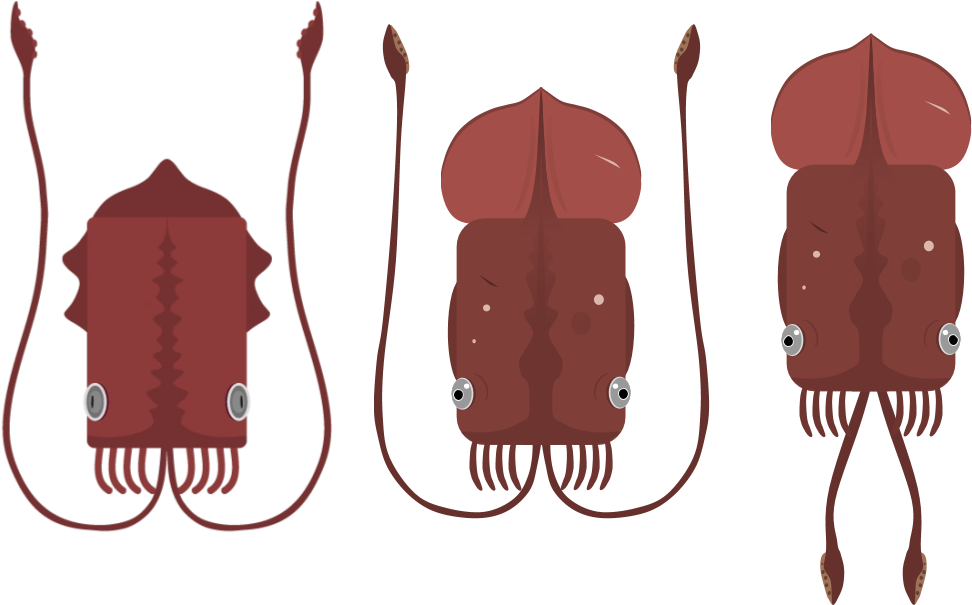 Three Red Squids Illustration PNG