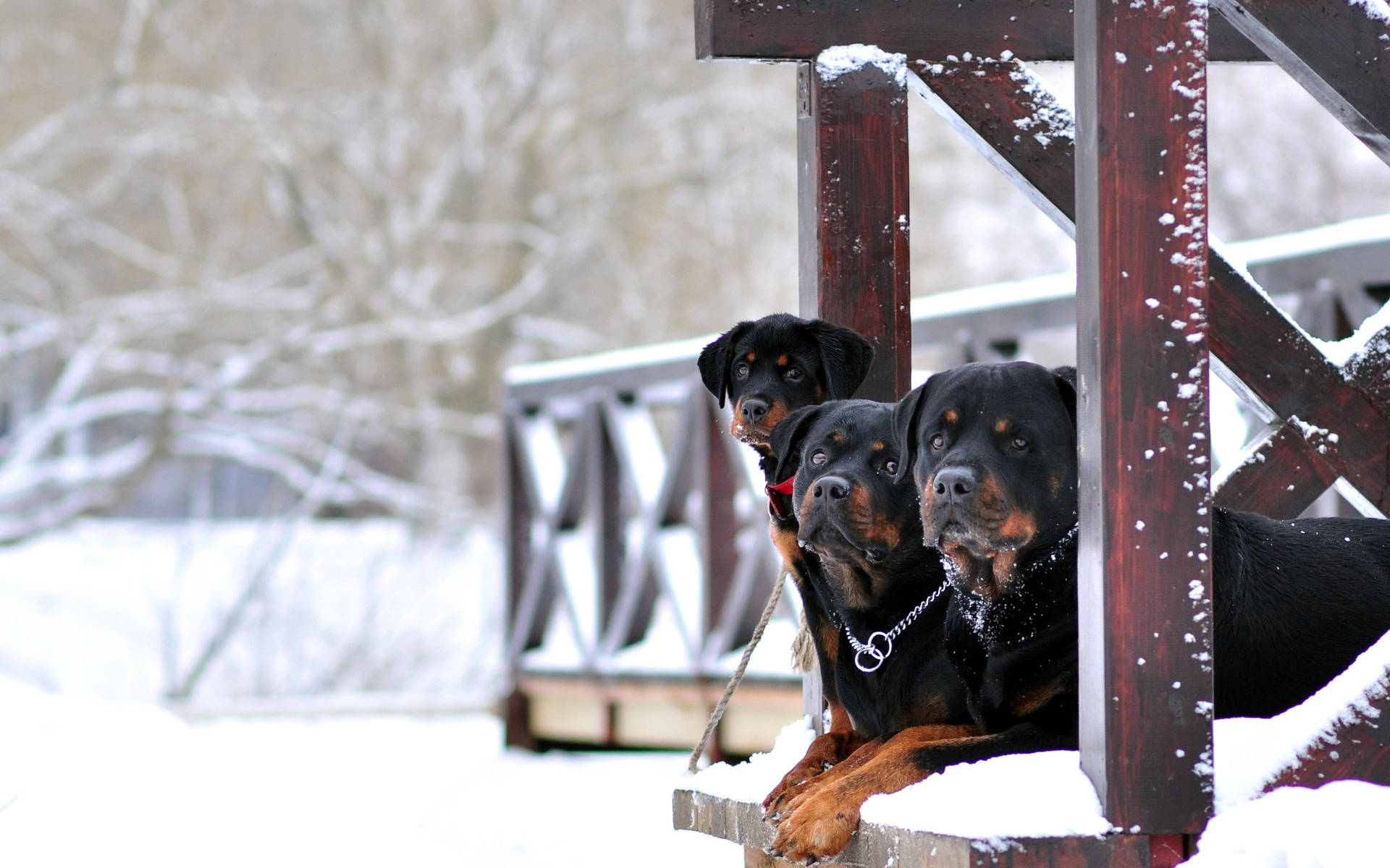 Three Rottweilers In Winter
