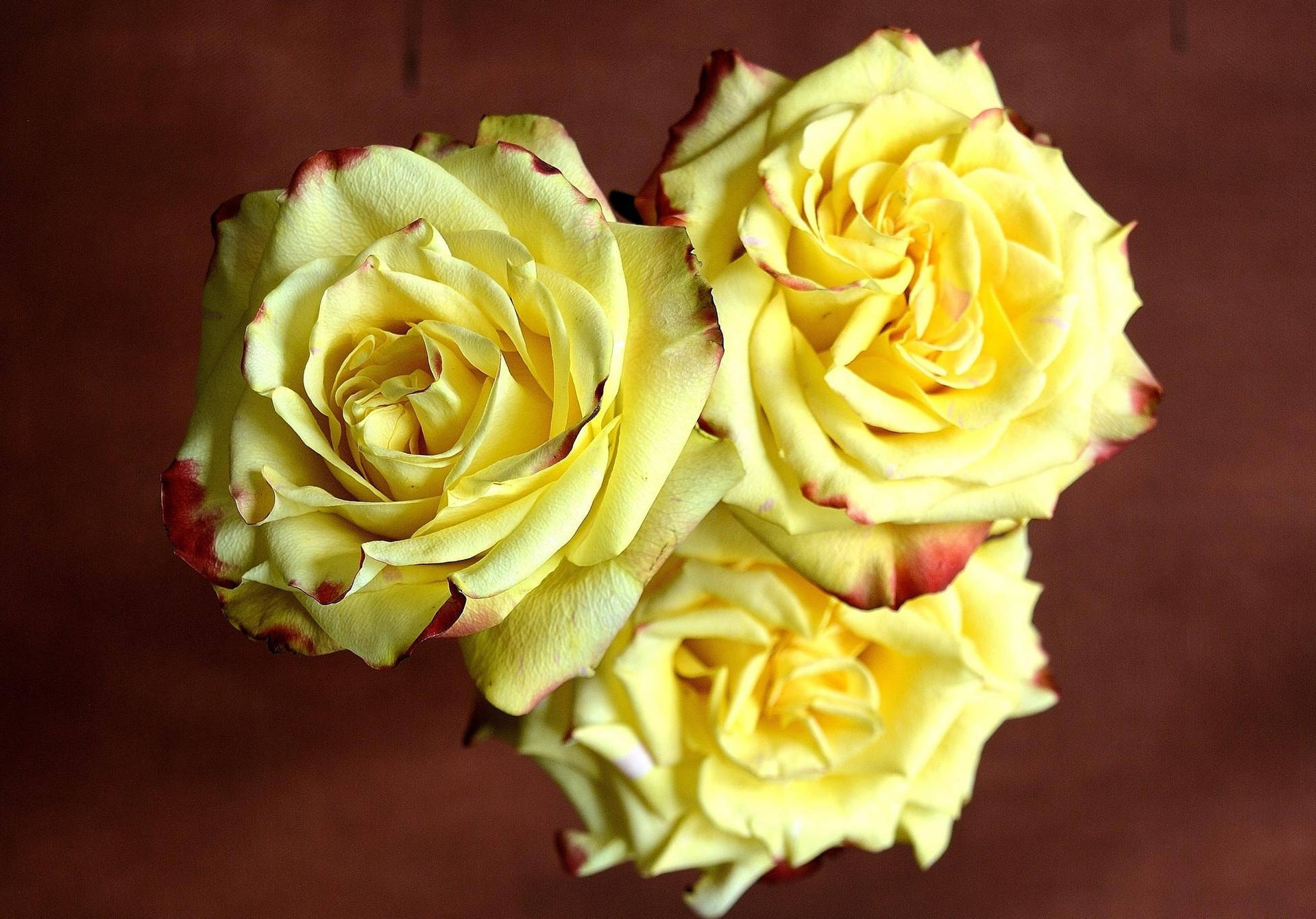 Dreischarf Gefärbte Gelbe Rosen Wallpaper