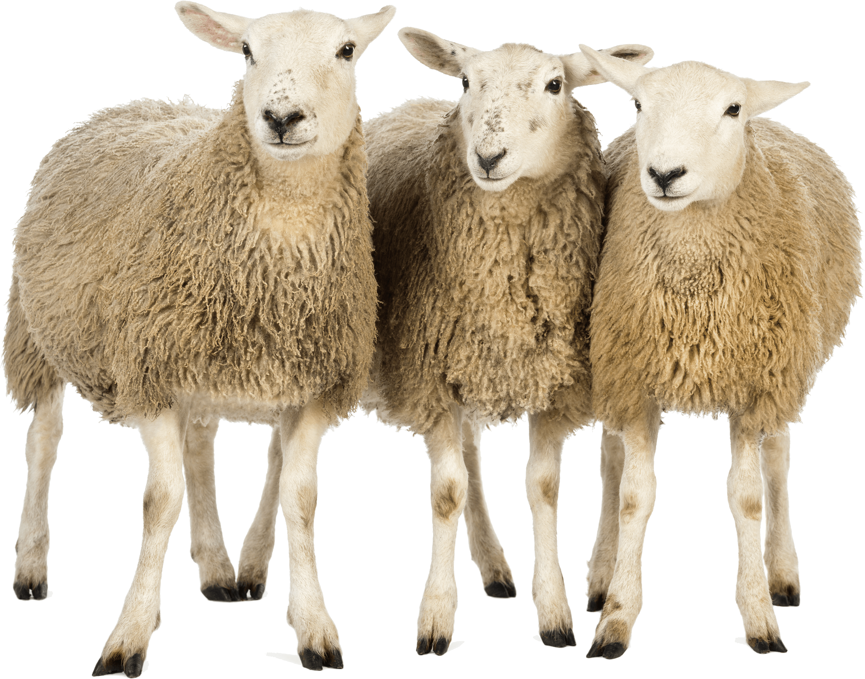 Three Sheep Friends PNG