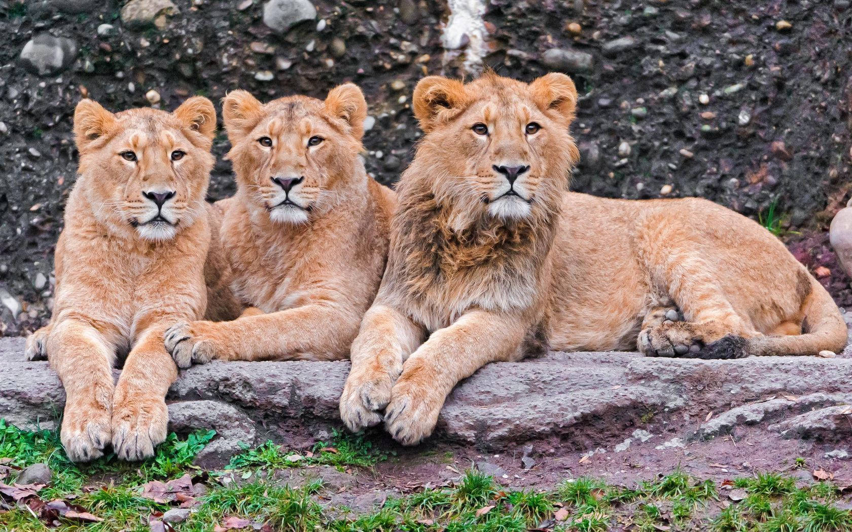 Three Sitting Lions Wallpaper