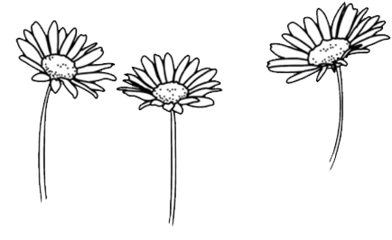 Download Three Sketch Daisies | Wallpapers.com