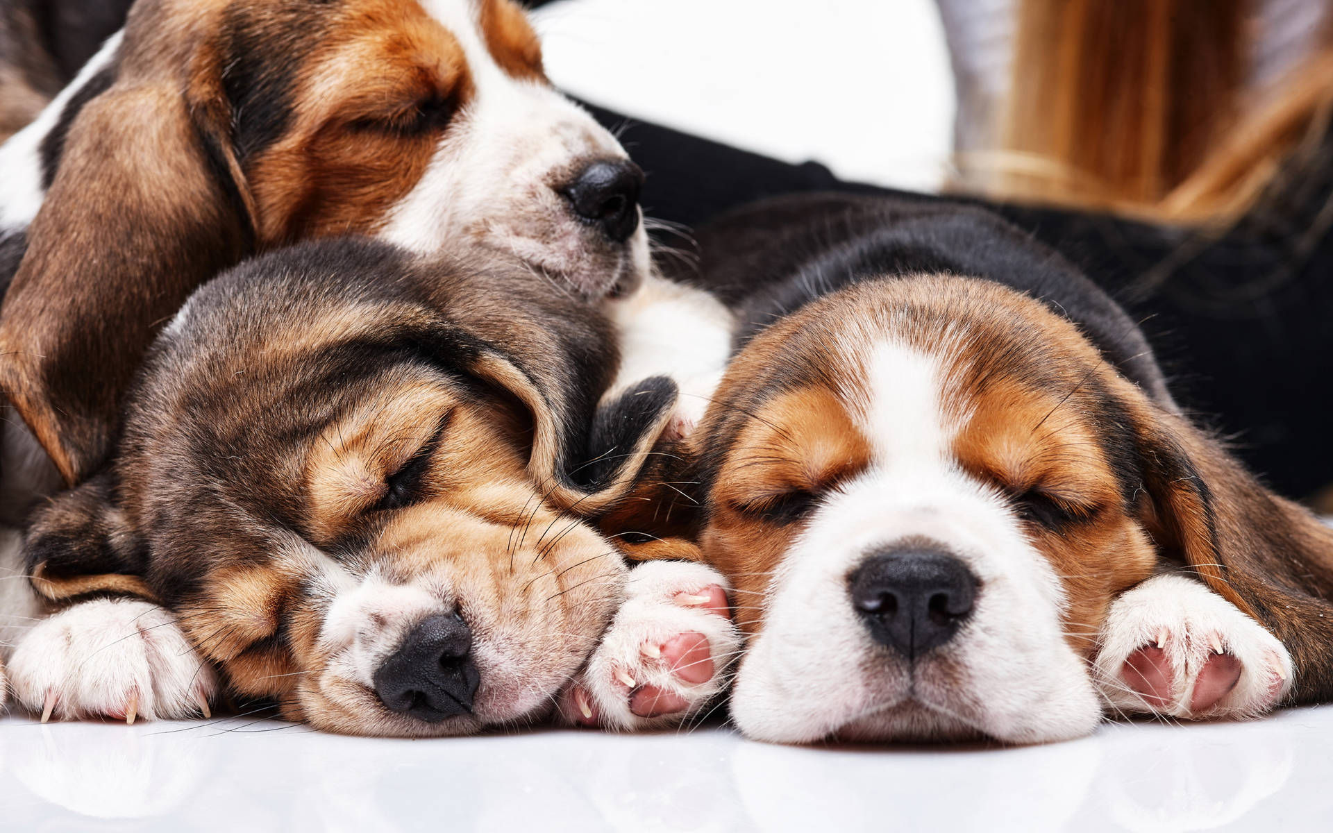 Three Sleeping Beagle Dogs Wallpaper