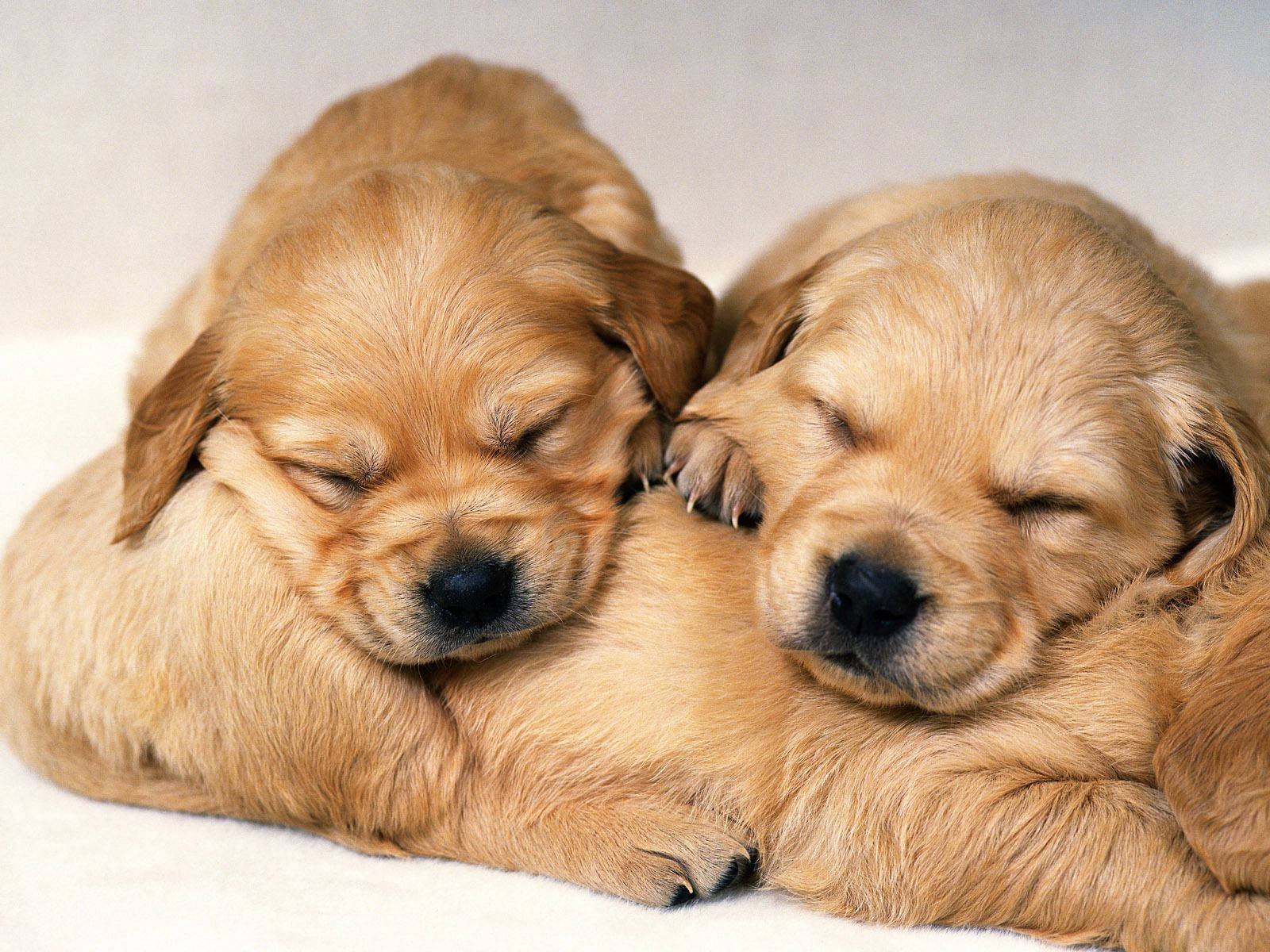Three Sleeping Golden Retriever Dogs Wallpaper