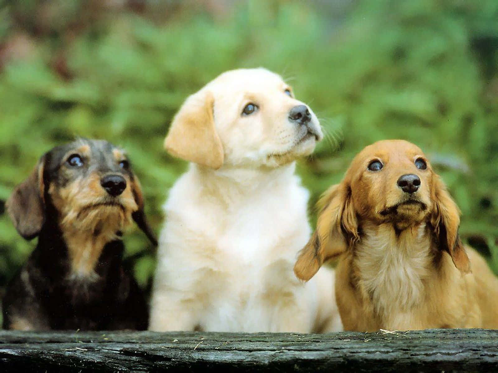 Three Small Dogs Dachshund and Labrador Retriever Wallpaper