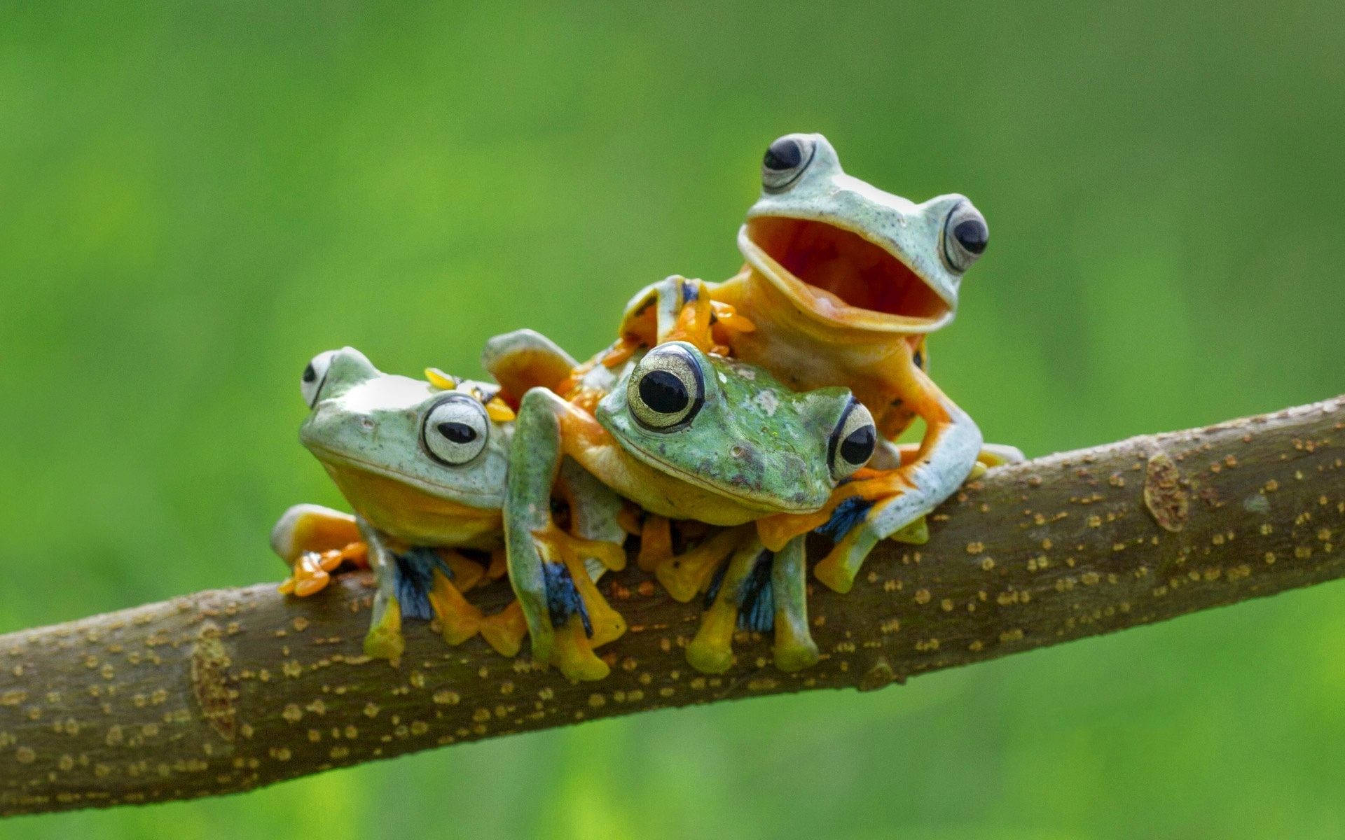 Three Small Kawaii Frogs Wallpaper
