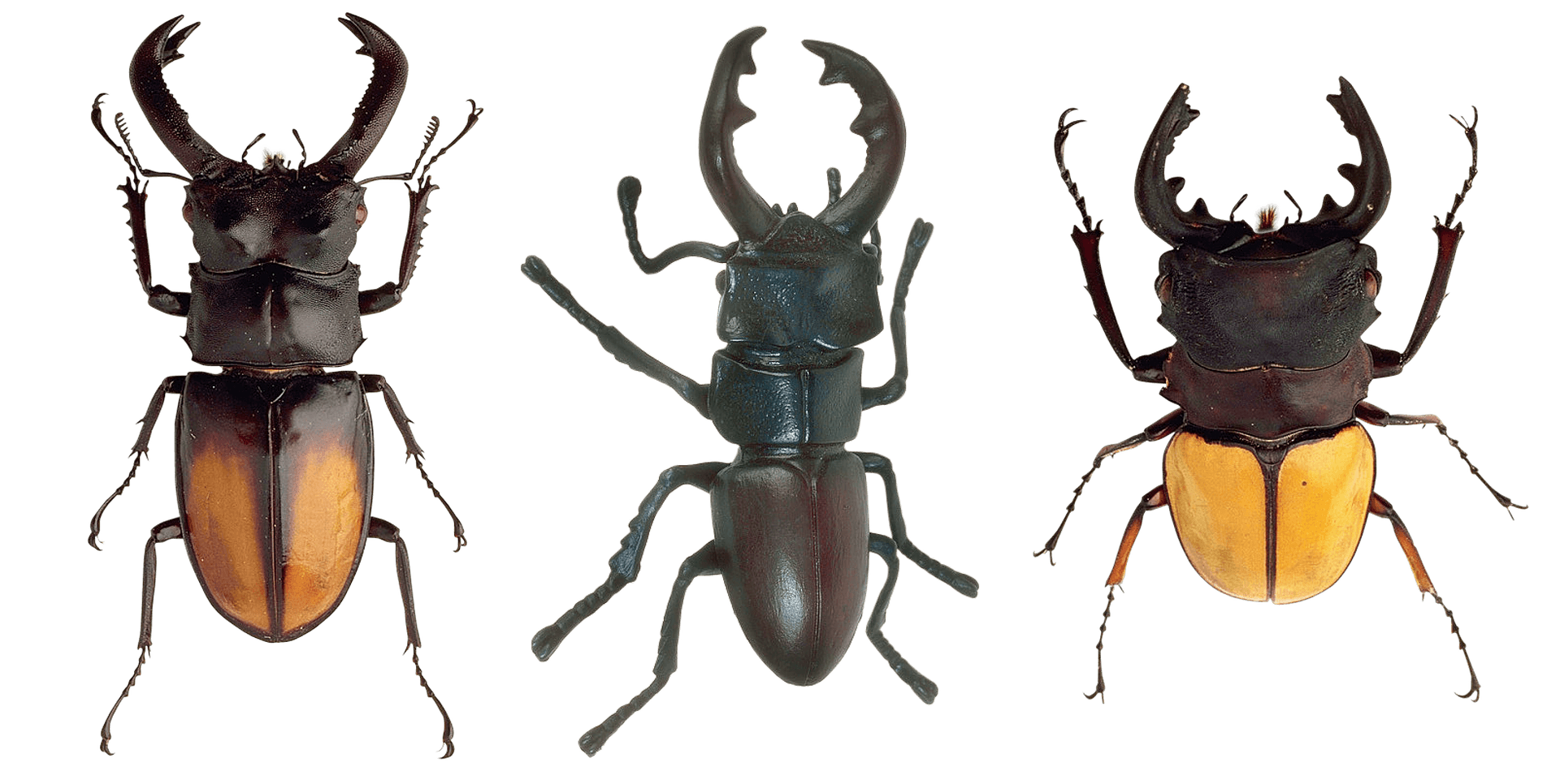 Three_ Stag_ Beetles_ Showcase PNG