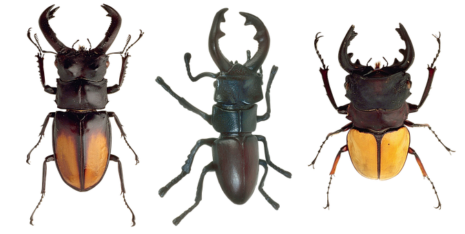 Three Stag Beetles Variety PNG