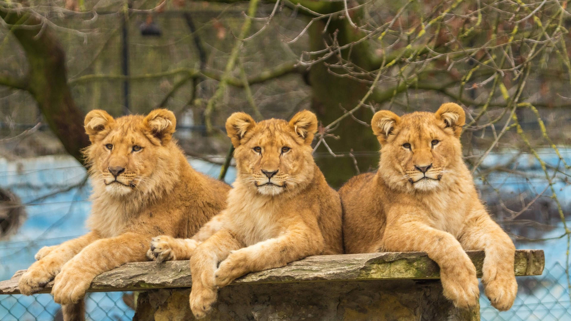 Three Teen Lions