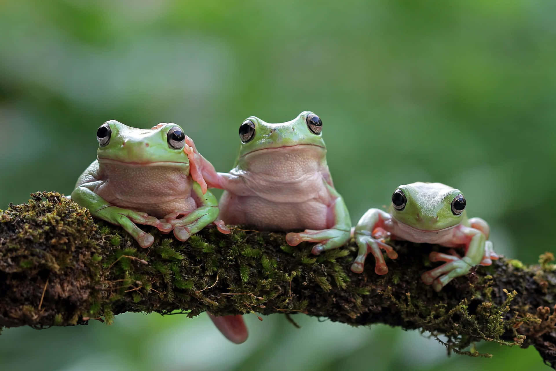 Three Tree Frogs Perchedon Branch Wallpaper