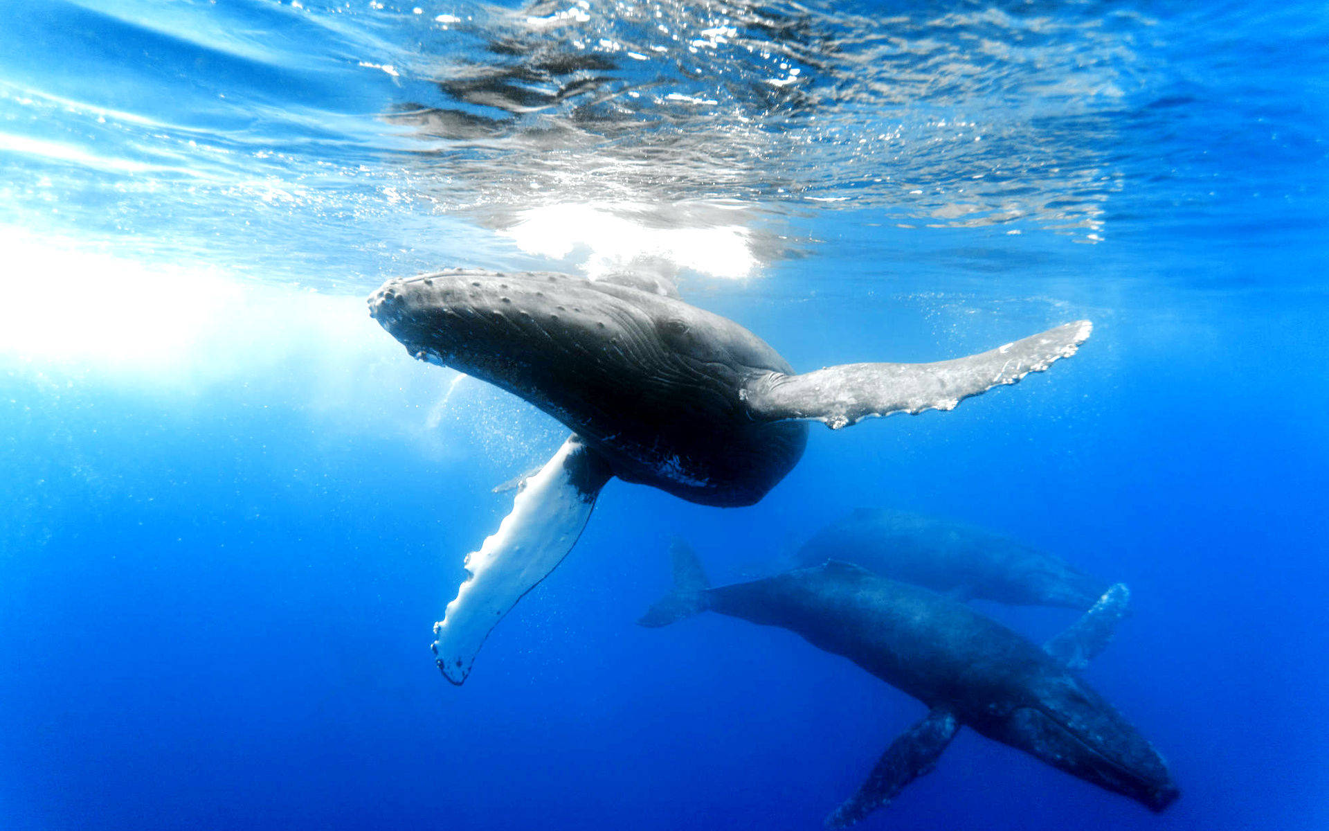 Tre Hvaler svømmer i blåt vand Wallpaper